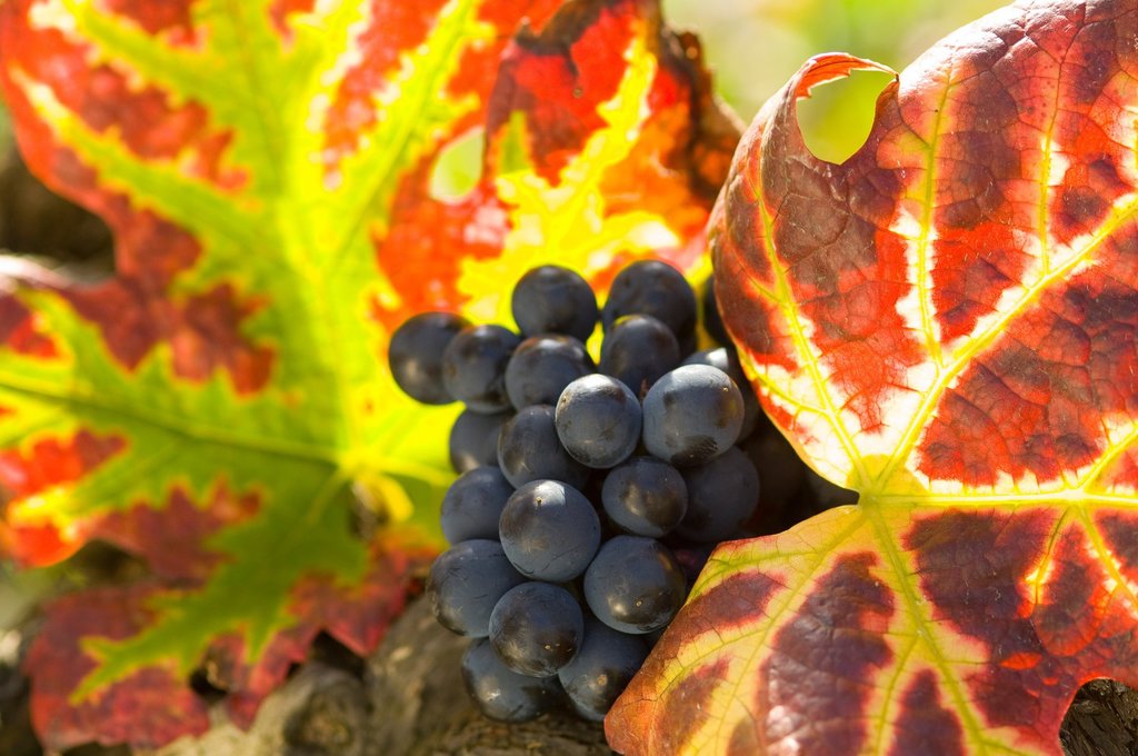 Ripe grapes for the picking