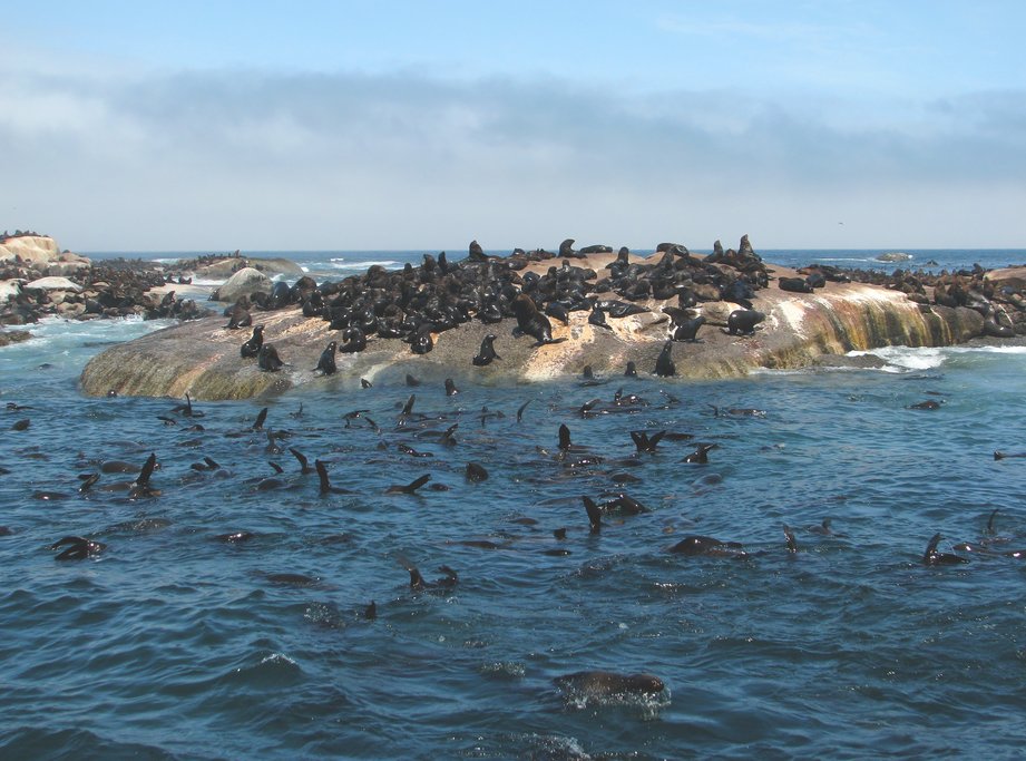 Seal Island in Hout Bay