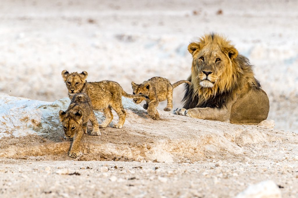 Lion and his cubs in Etosha