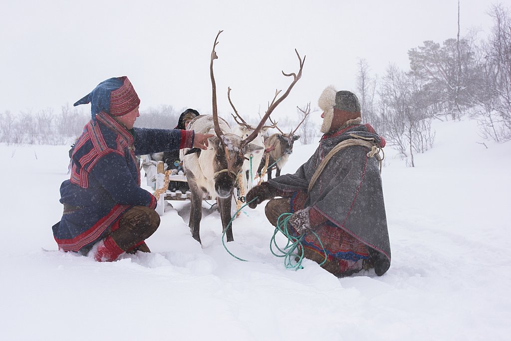 Reindeer in Tromso