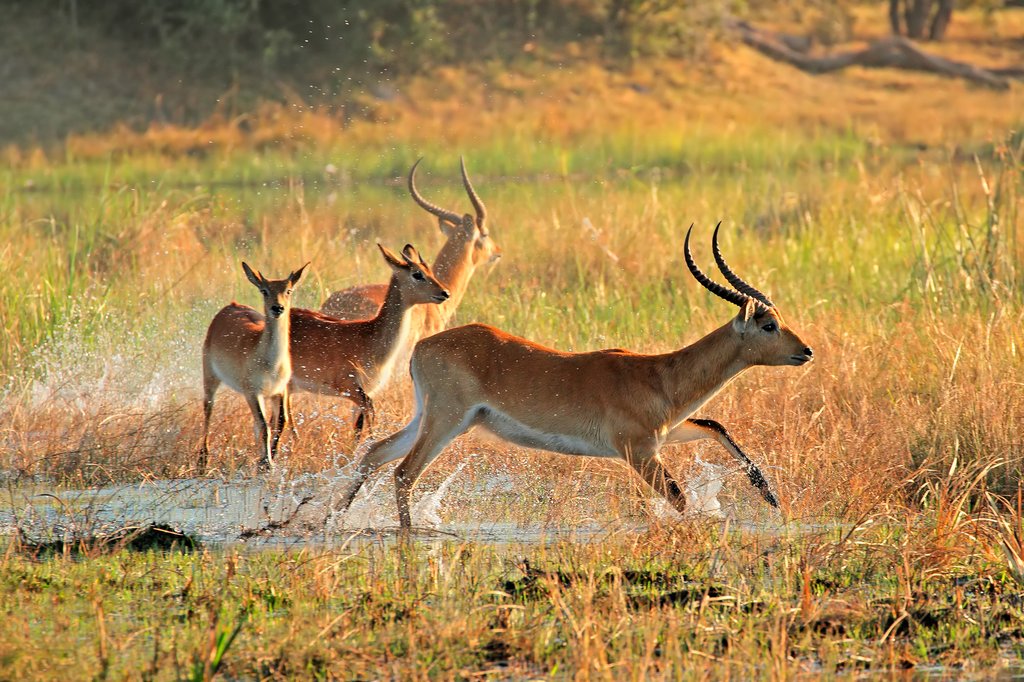 Red lechwe antelopes running through Kwando River, Namibia