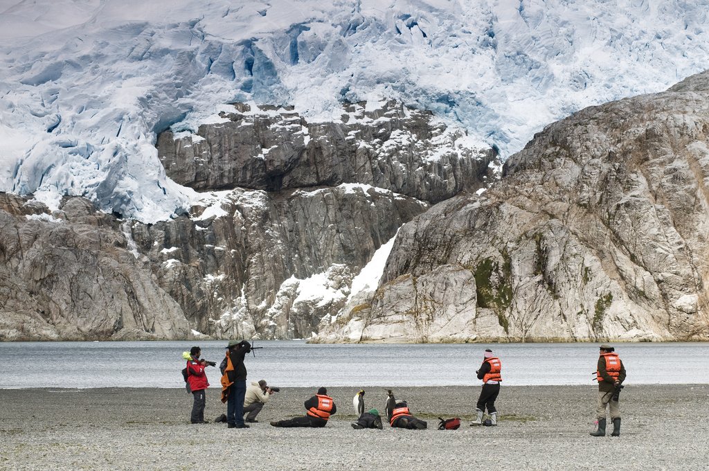 Penguins in Chile