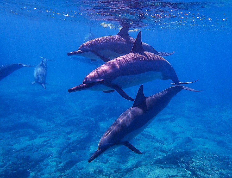 Pods of dolphins are common in the waters off the Osa Peninsula