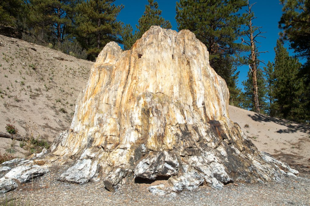 Petrified tree stump