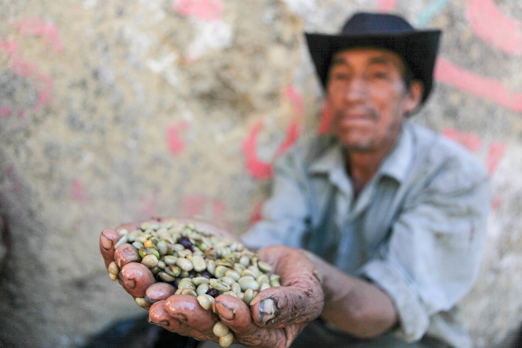 A local holds a handful of un-roasted coffee beans, one of the agricultural crops of the region