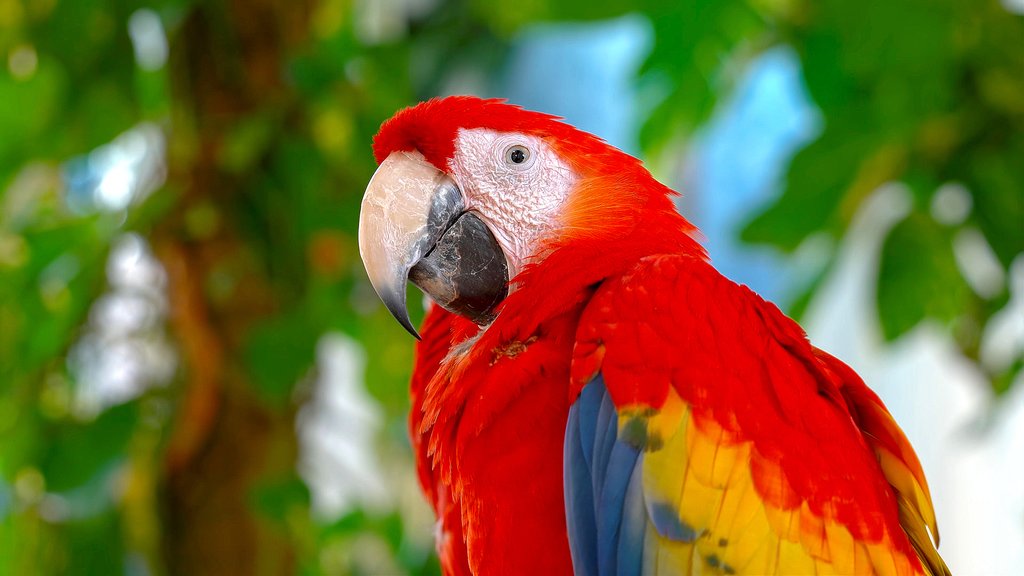 Macaw in the Amazon