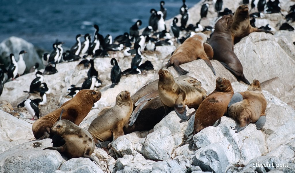 Fur seals and cormorants