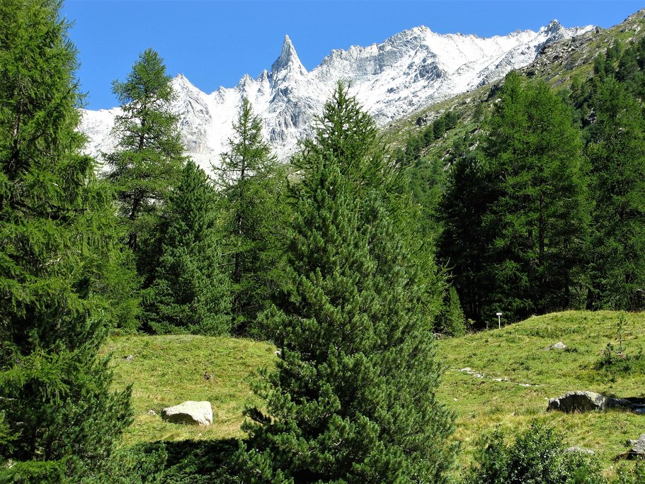 Arolla pine forest