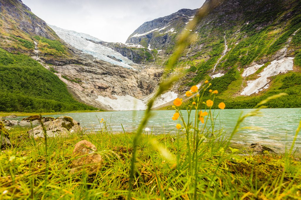 Wildflowers growing near a glacial lake