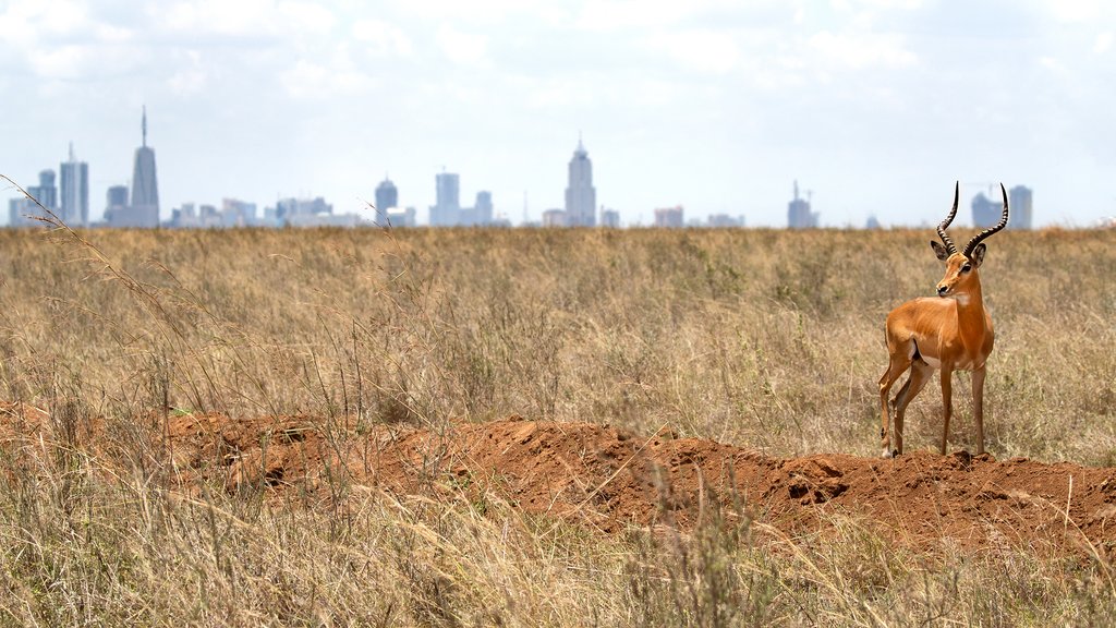 Nairobi skyline
