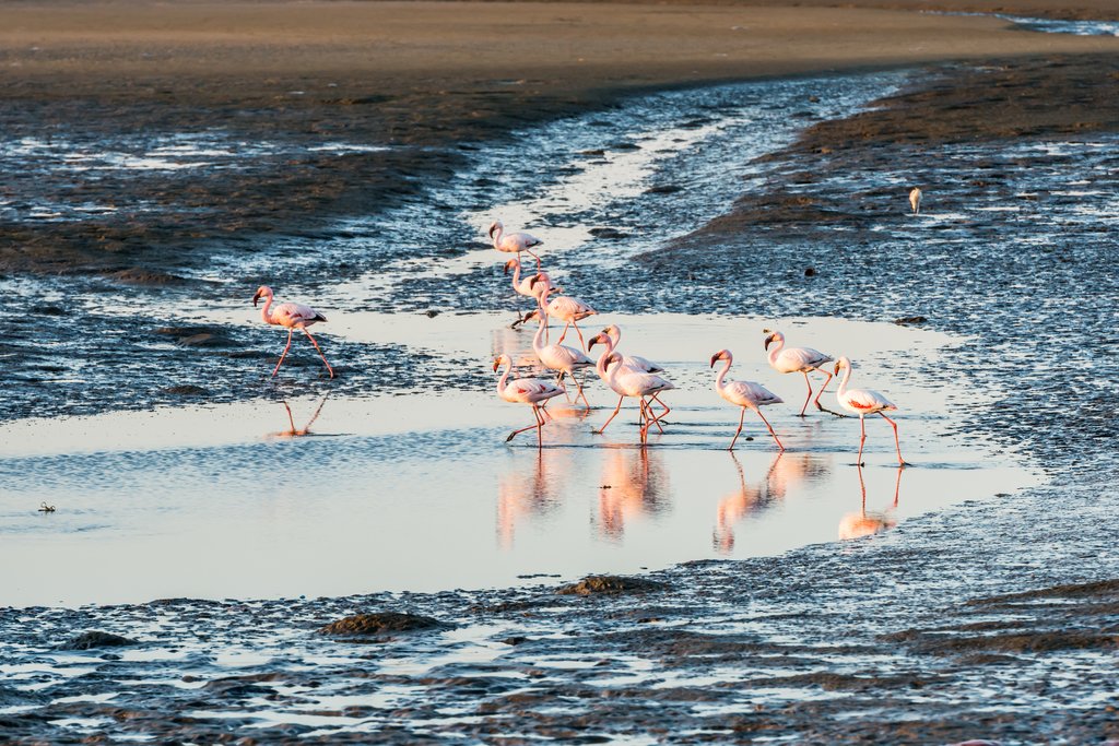 Group of flamingoes in Walvis Bay lagoon