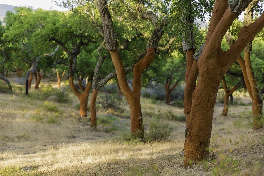 Cork Trees in Portugal