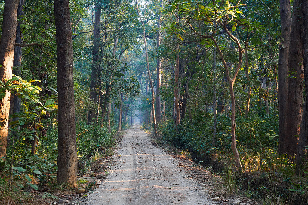 Jungle road in Bardiya