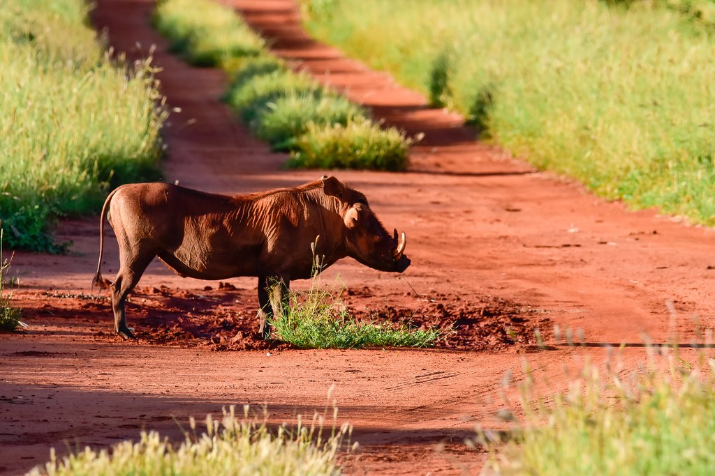 Be on the lookout for the warthog