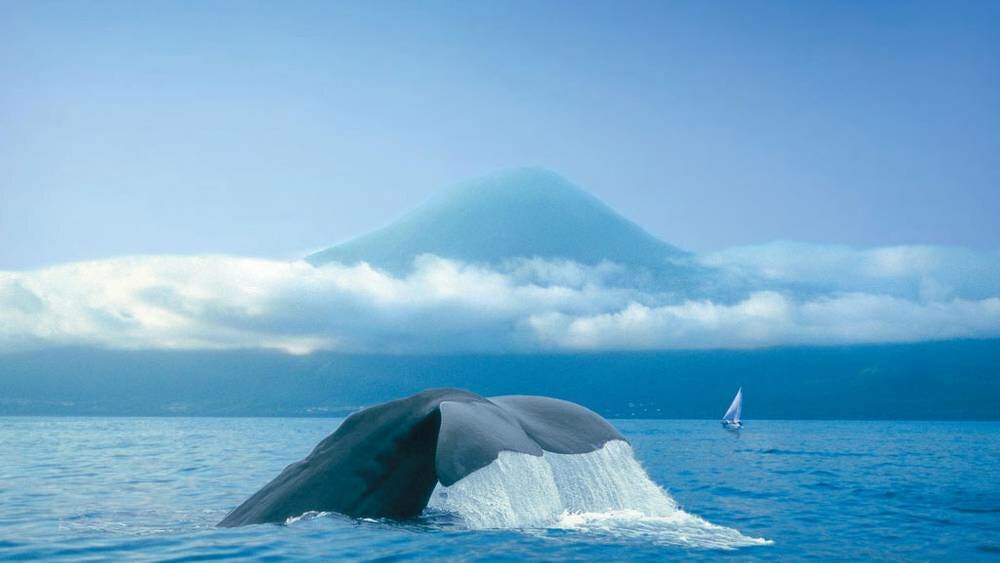 Whale-Watching in the Azores