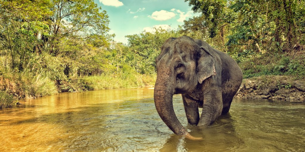 Elephant Sanctuary