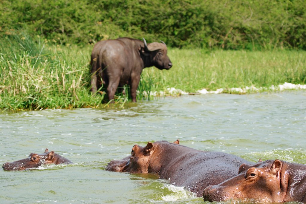 Buffalo and hippos at watering hole in Queen Elizabeth National Park