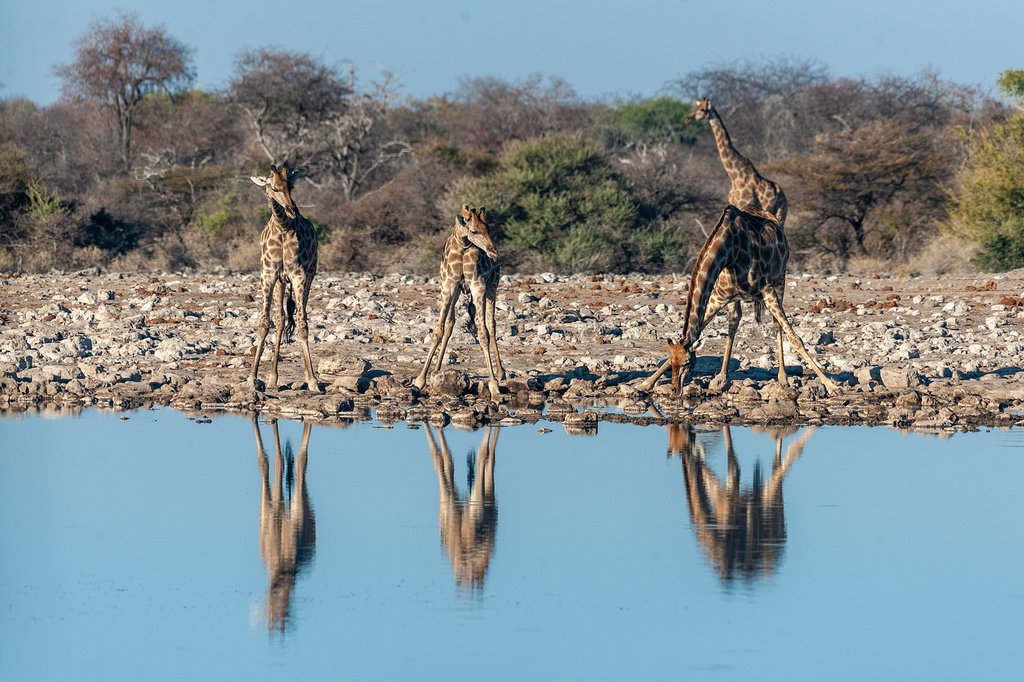 Giraffes at the watering hole