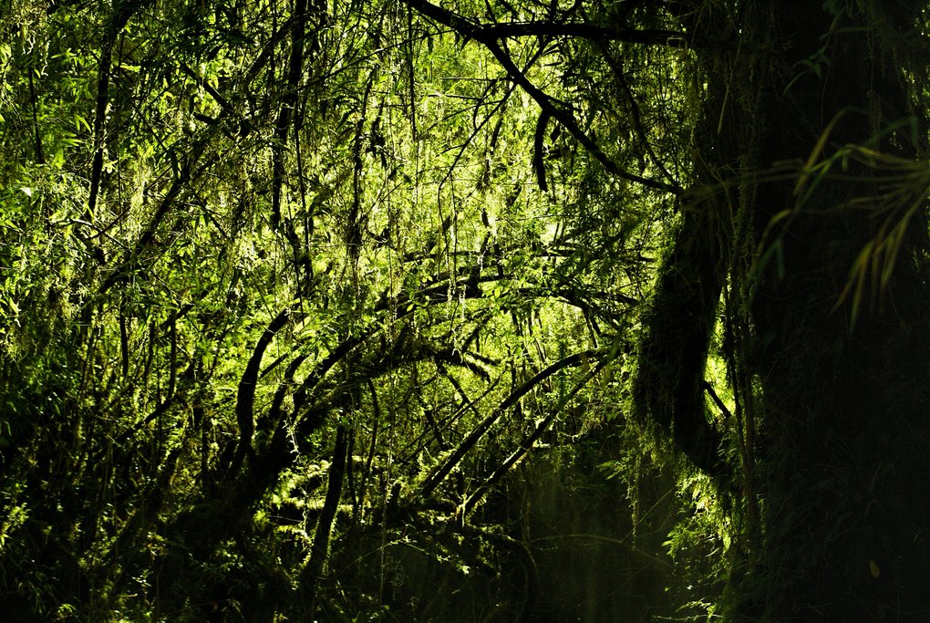 Lush undergrowth of the  Alerce Andino National Park