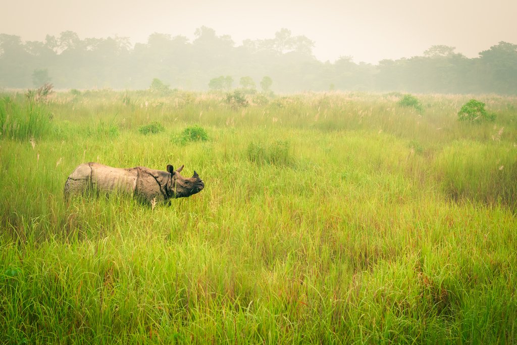 Wild endangered one-horn rhinoceros grazing in Chitwan