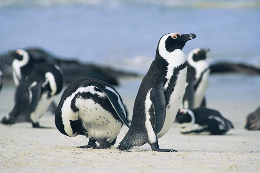 Boulders Beach