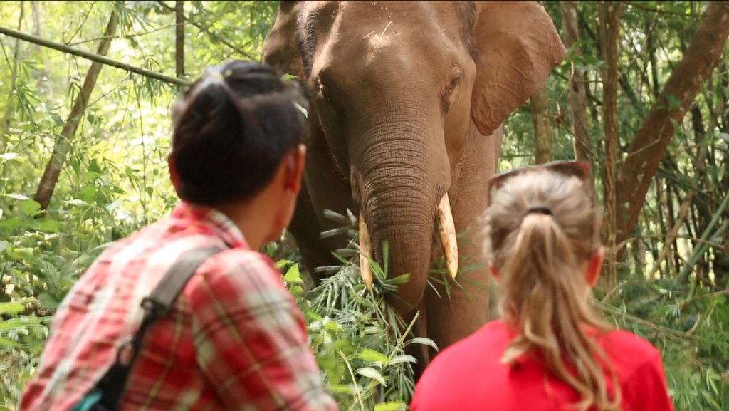 Hang out with elephants in the wild