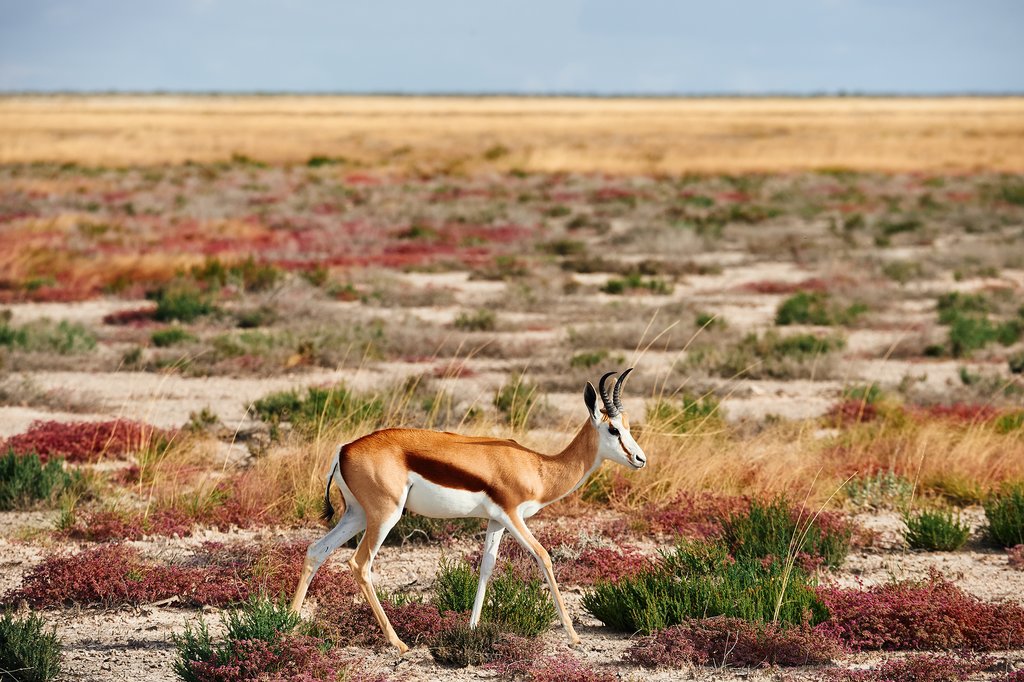 A springbok roams through the Kalahari Desert
