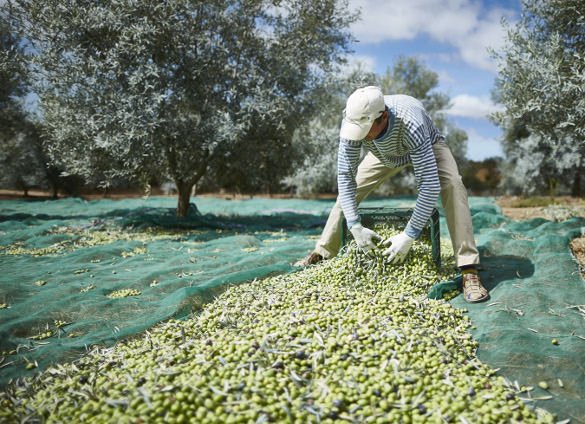 Olive oil farm in Moncarapacho