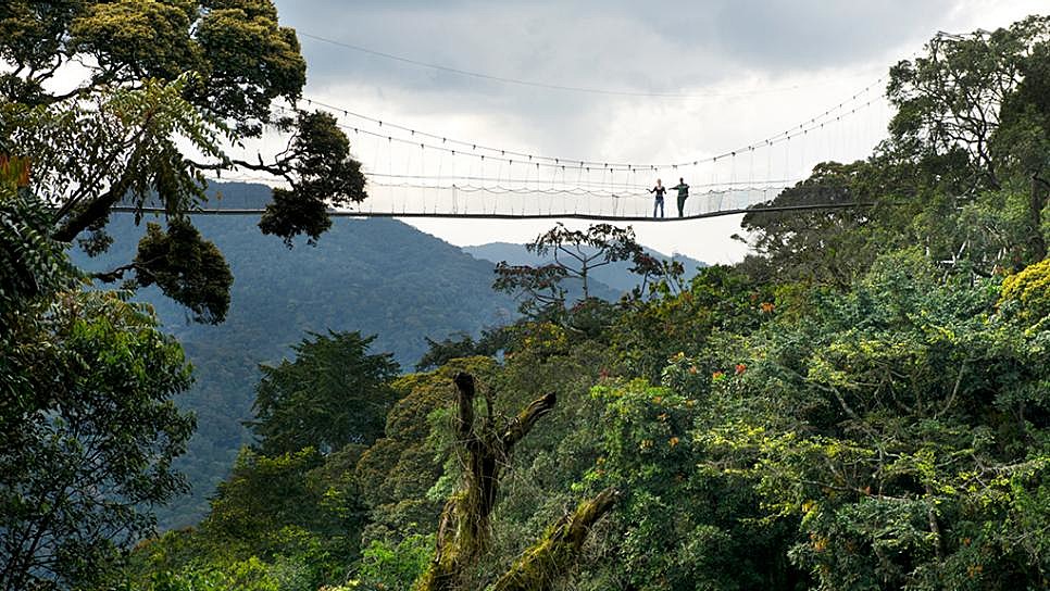 Canopy walk above the treetops
