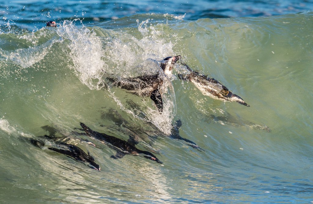 Penguins at Betty's Bay
