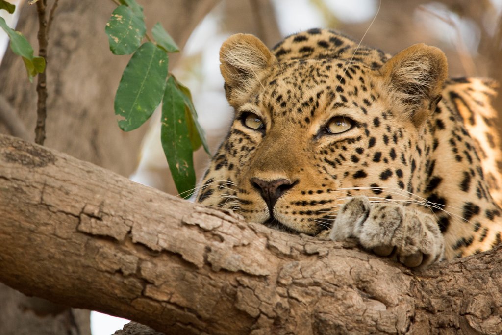 Leopard resting in a tree