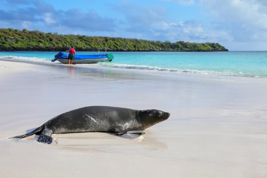Sea Lion on the beach on Espanola Island in the Wildlife Rich Galapagos