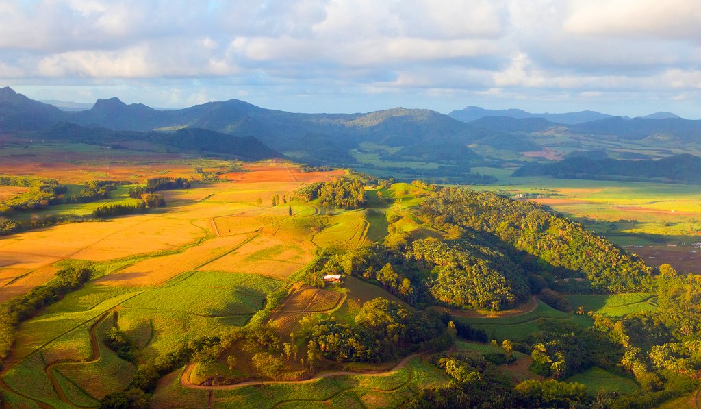 Wave goodbye to the sugarcane fields
