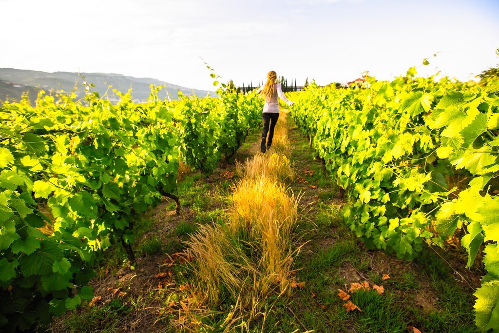 Visit some of Douro Valley's best vineyards