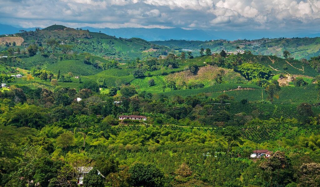Coffee Landscape