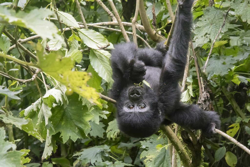 Bwindi National Park