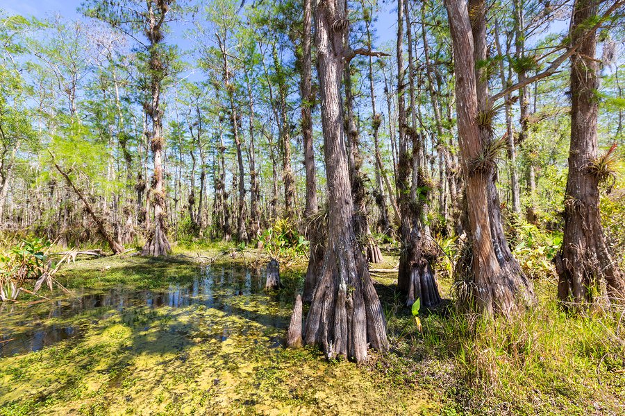Cypress forest in the Everglades