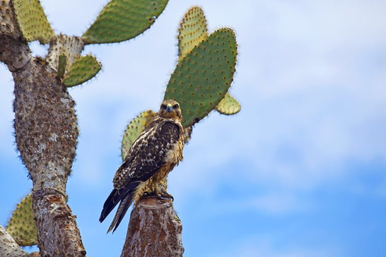 Galapagos Islands In August Travel Tips Weather And More