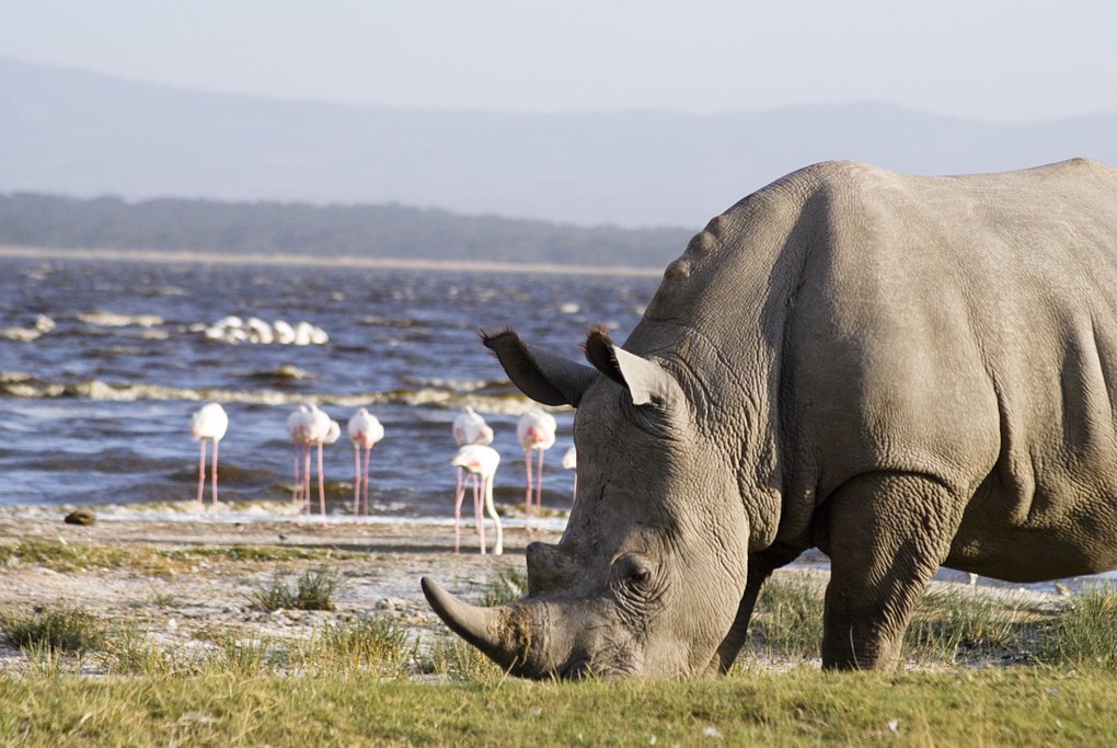 A rhino and flamingoes on Lake Nakuru