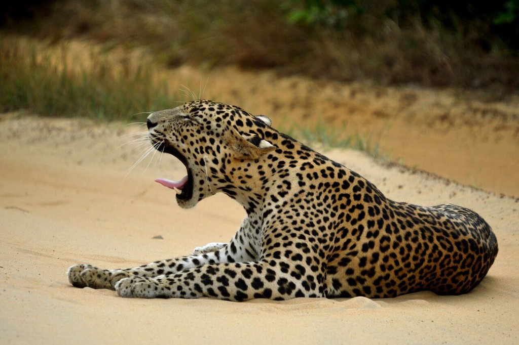 Yala Leopard