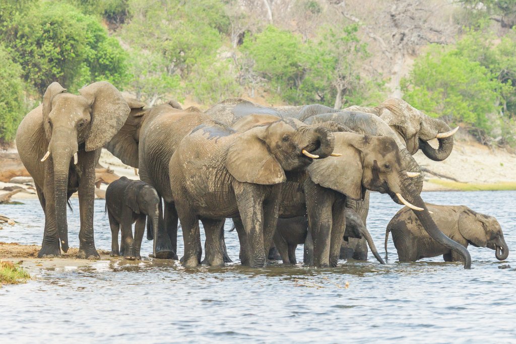 A herd of elephants in Chobe National Park