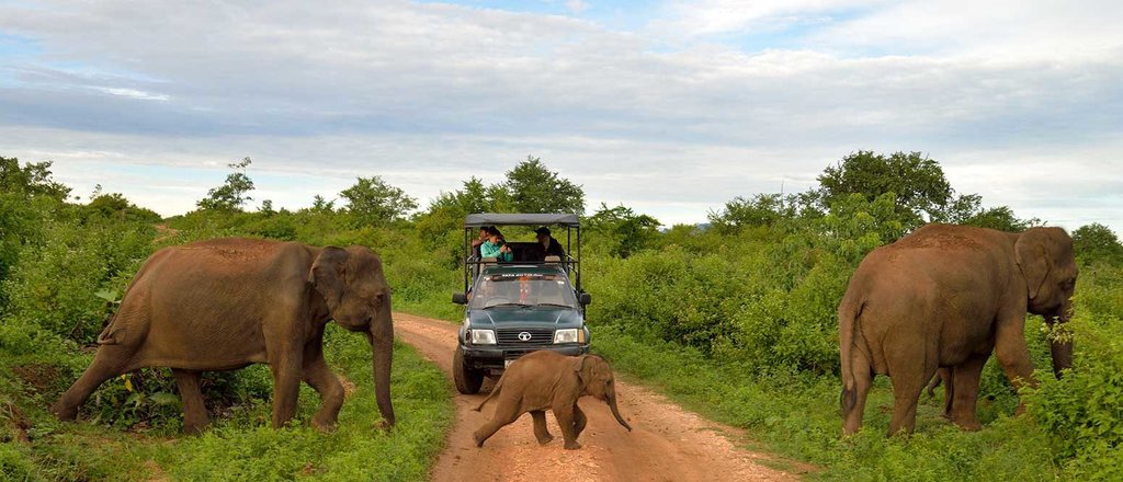 Udawalawe National Park