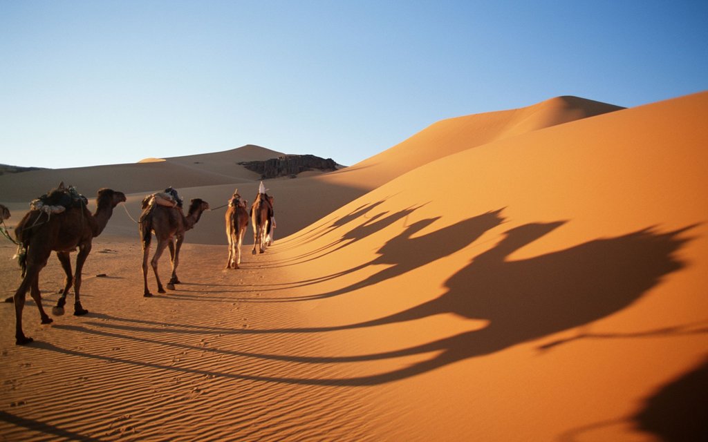 Sunset Camel Trek in the Sahara