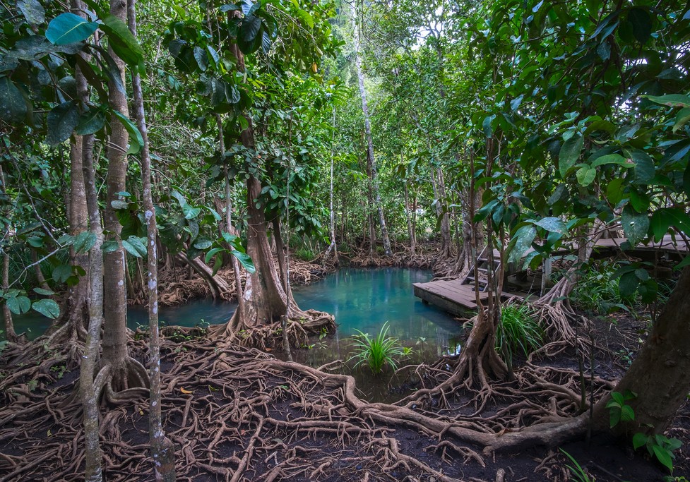 Adventures in the mangroves