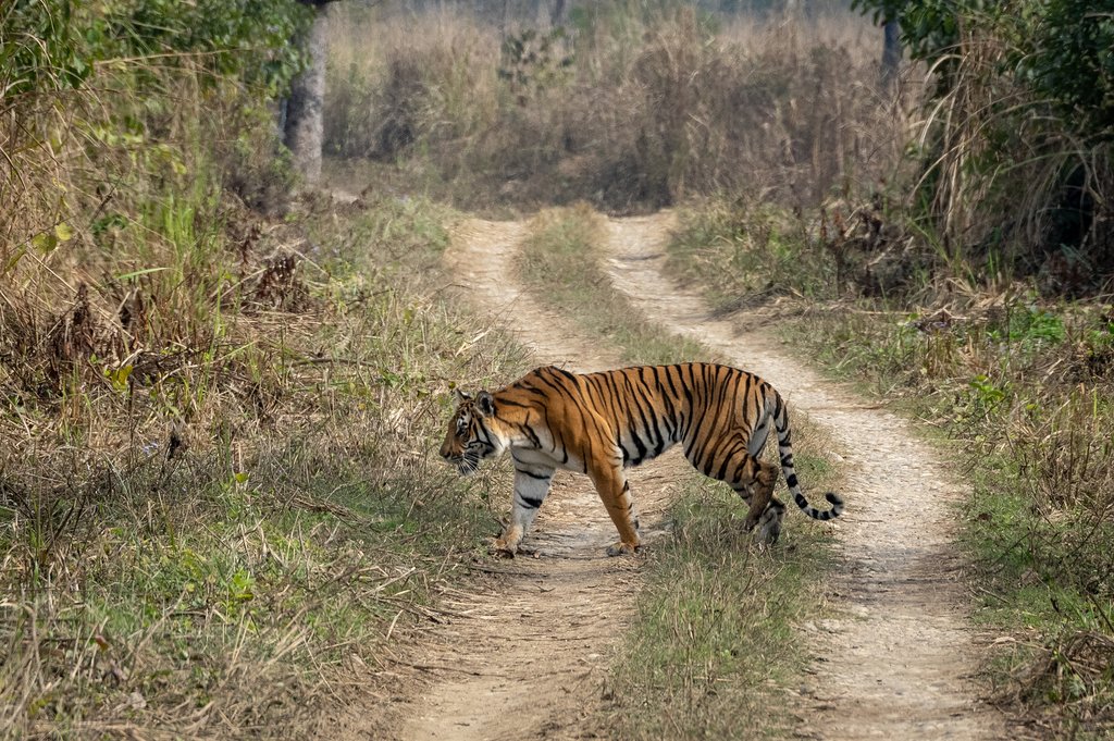 Keep your eyes peeled for a Royal Bengal Tiger