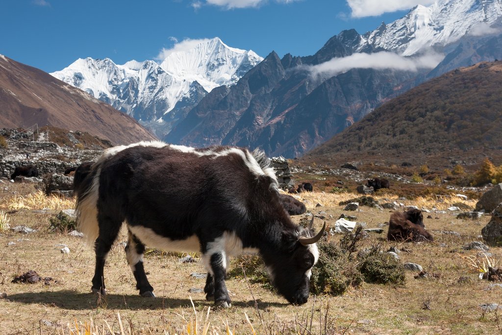 A yak hangs out in Langtang Valley