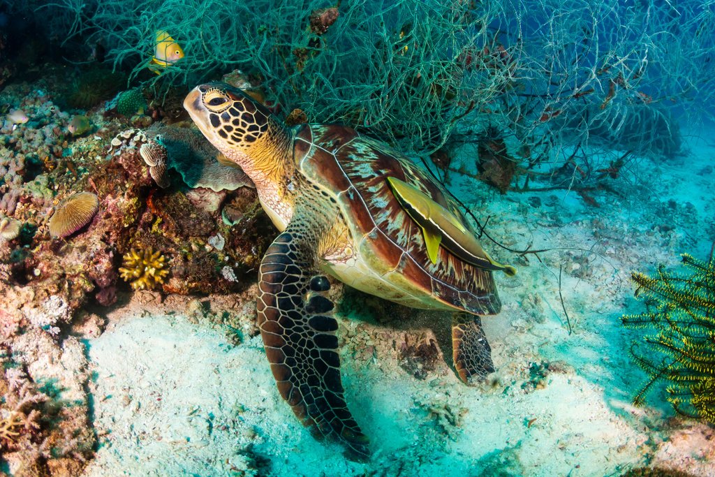 Turtle Moalboal
