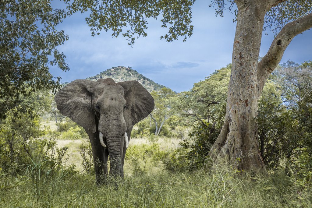 Elephant in Kruger National Park