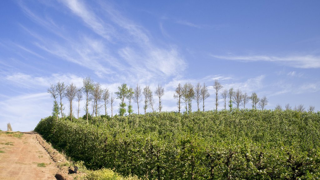Pear plantation