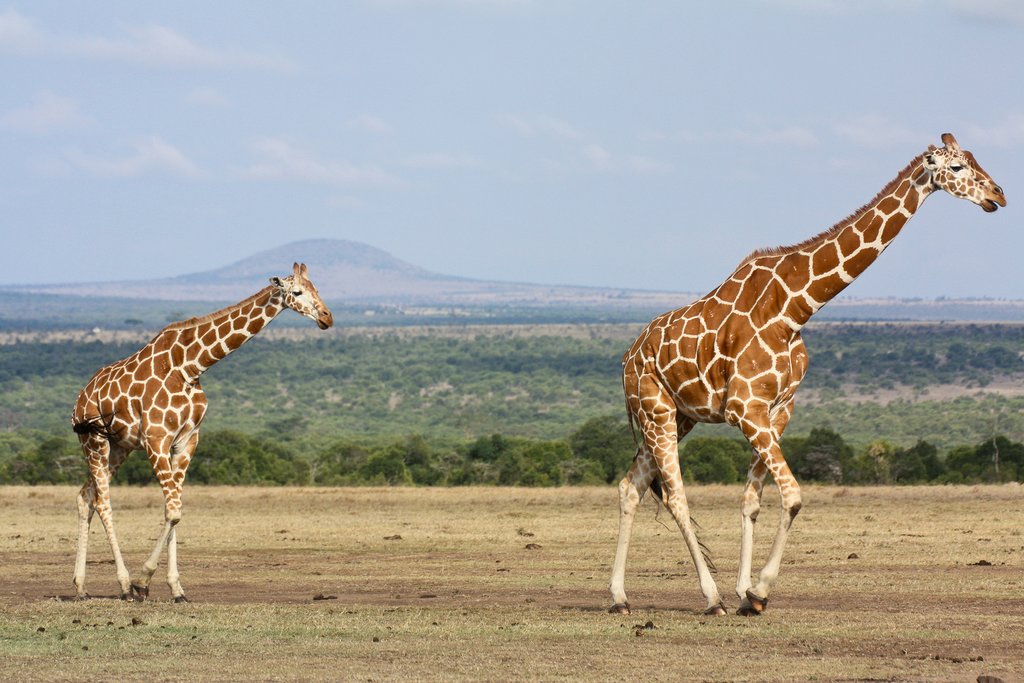 Two giraffes in Ol Pejeta Conservancy